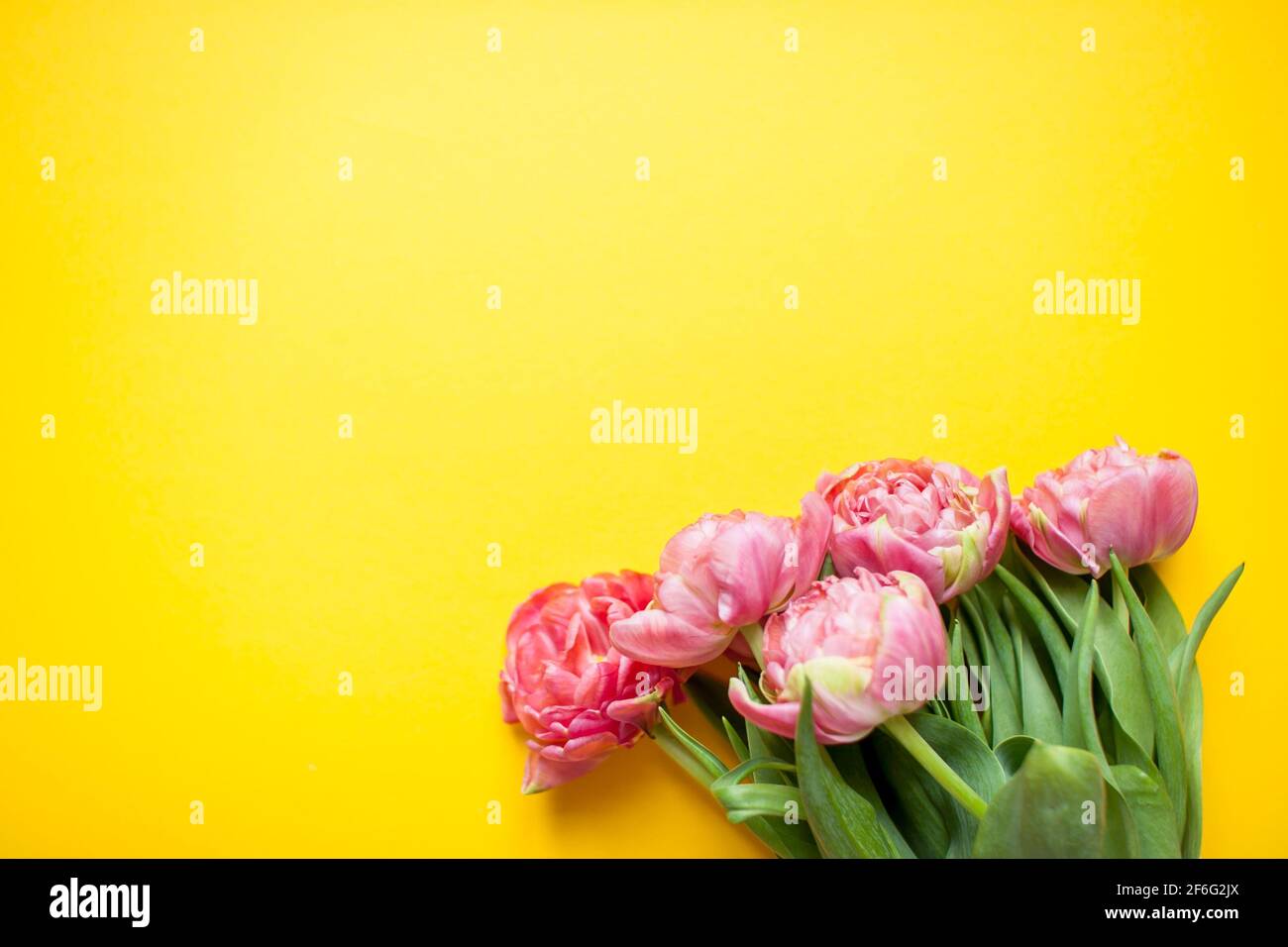 Magnifiques tulipes roses délicates sur fond jaune vif Banque D'Images