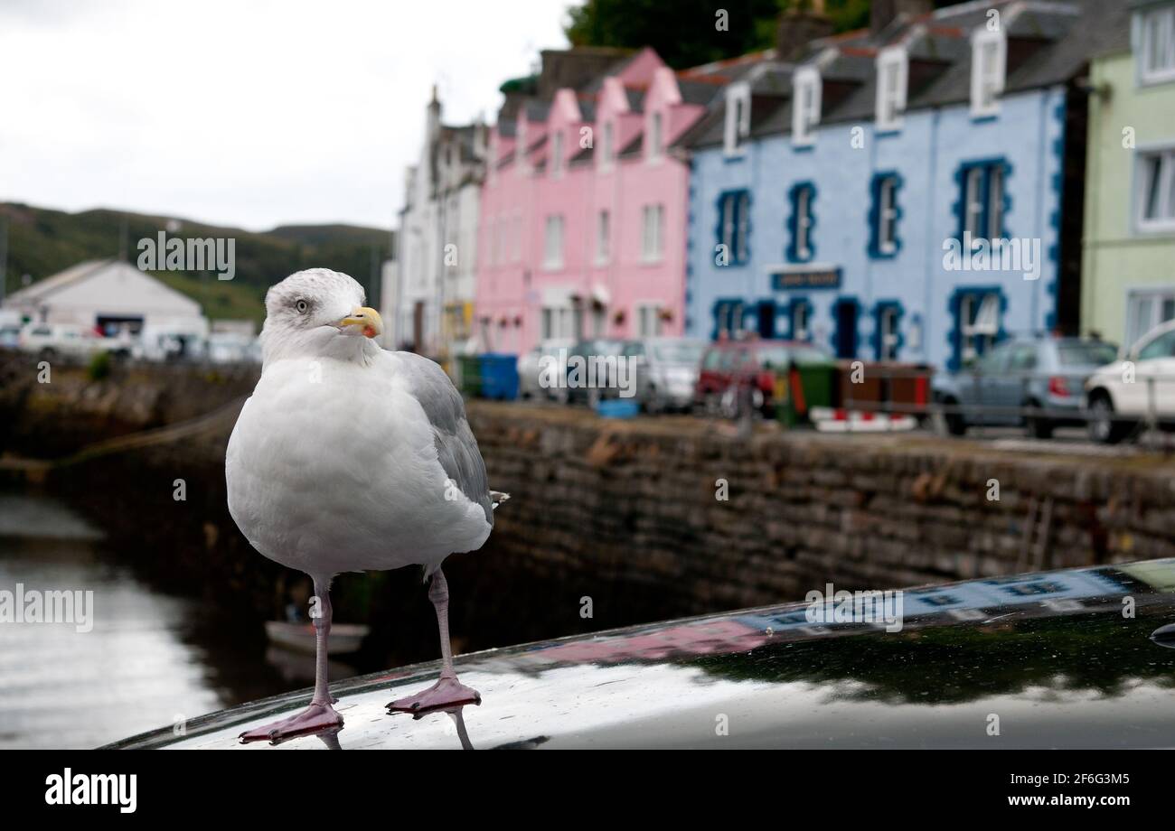 Portrait d'un oiseau de mouette et maisons à Portree the Capitale de l'île de Skye dans les hauts plateaux de l'Écosse Banque D'Images