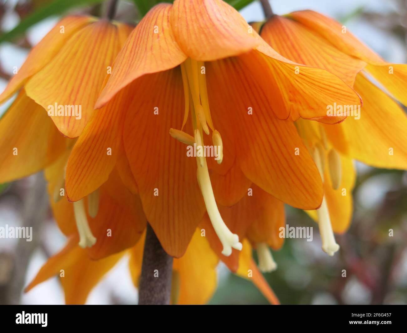 Gros plan des fleurs en forme de cloche pendant de la couronne de la poire ornementale Fritiallaria imperarialis 'Brahms'. Banque D'Images