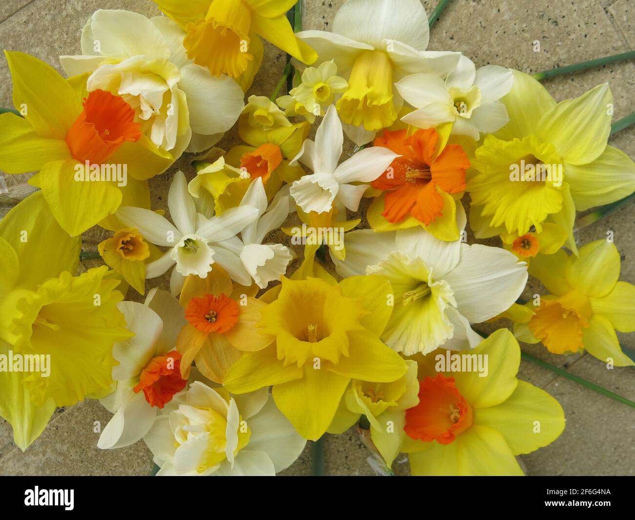 Une masse de jonquilles mixtes dans un arrangement floral; les fleurs peuvent symboliser l'honnêteté, la beauté, la bonne chance, l'amour, la chevalerie, renaissance, soleil et vérité. Banque D'Images