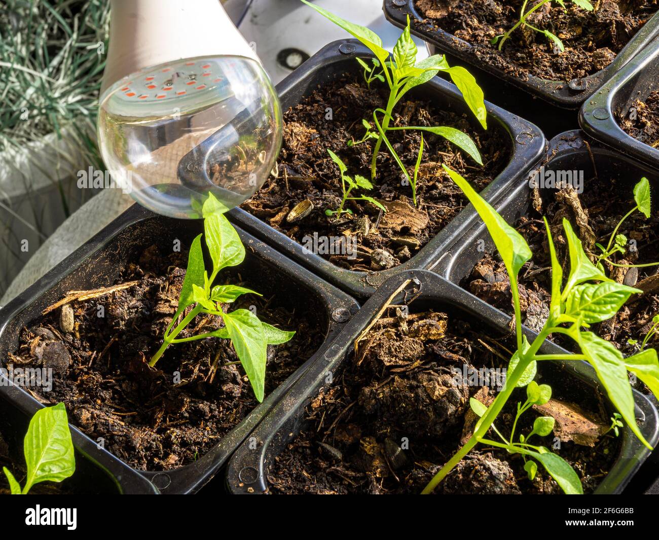 La lampe LED éteinte pour un éclairage artificiel d'intérieur les plantes dans des conditions de jour court se trouve sur des pots avec des semis de capsicum Banque D'Images