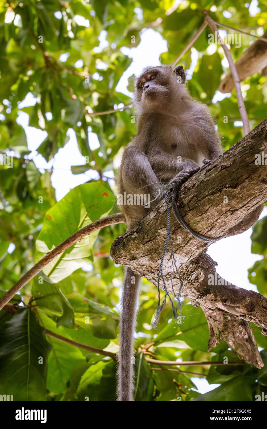 Un singe assis sur une branche d'arbre au Monkey Beach dans les îles Phi Phi, Phuket, Thaïlande. Banque D'Images