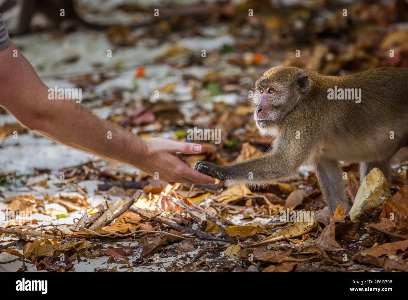 Un coup d'un homme de nourrir un singe à la Monkey Beach dans les îles Phi Phi, Phuket, Thailand Banque D'Images