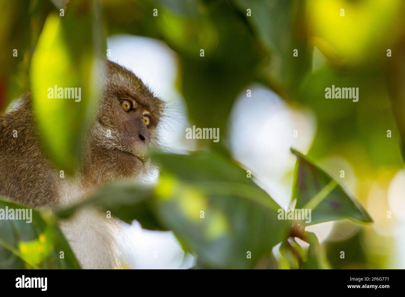 Un gros plan d'un singe sur le haut de l'arbre au Monkey Beach dans les îles Phi Phi, Phuket, Thaïlande. Banque D'Images