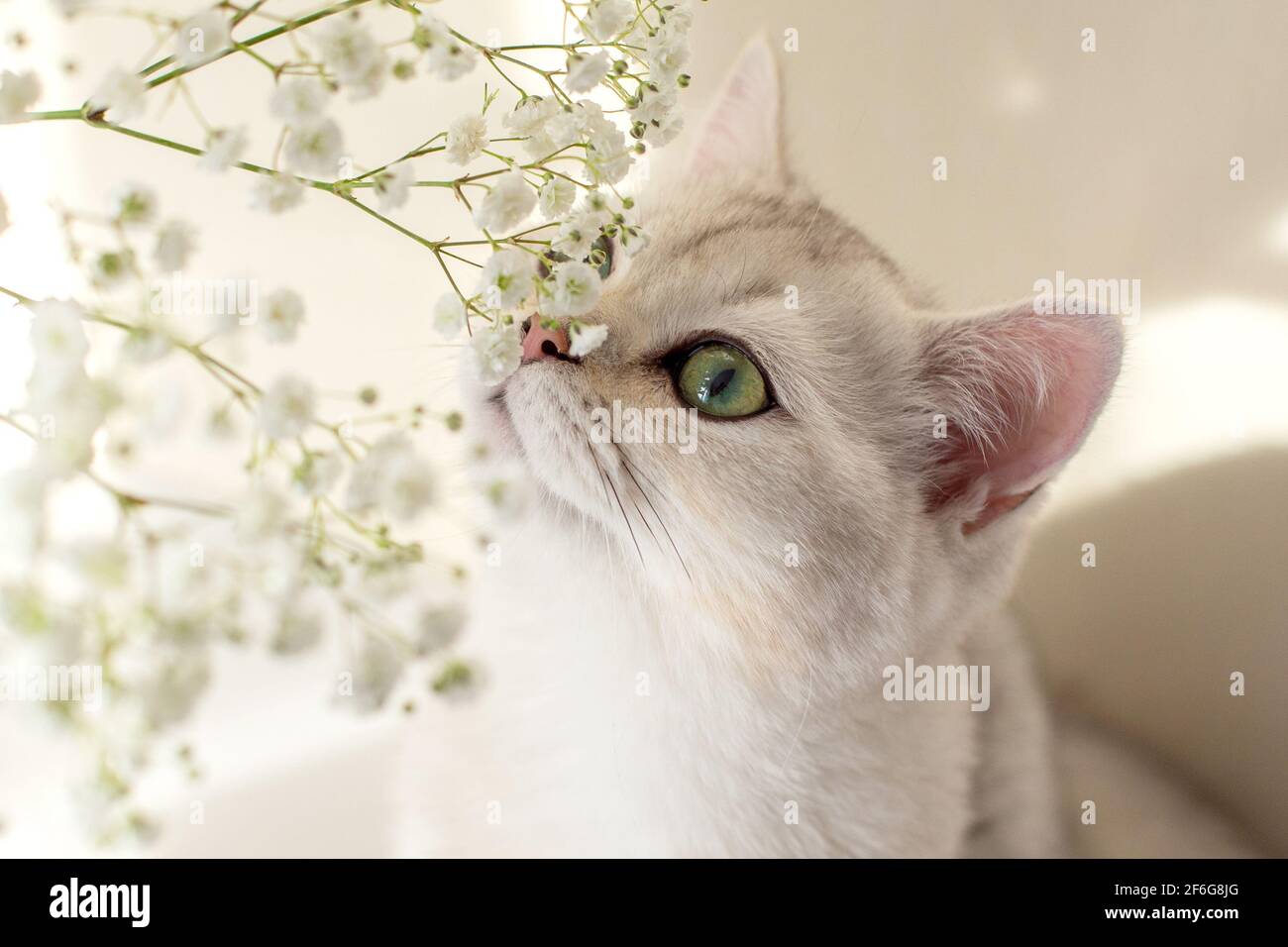 Gros plan de beau chat britannique blanc, sniffant des fleurs blanches de gitsophila, Banque D'Images