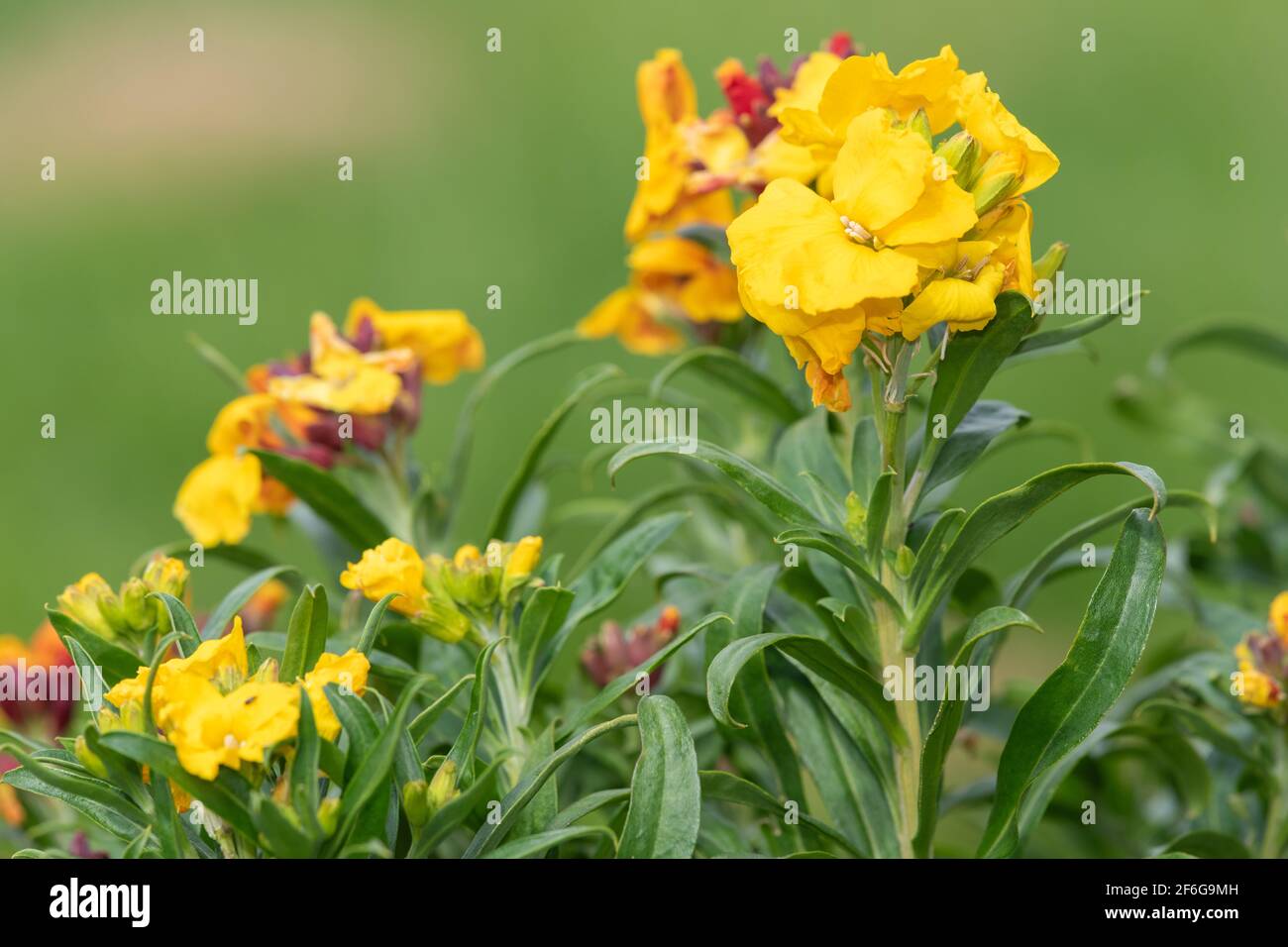 Gros plan d'un wallflower jaune (erysimum cheiri) en fleur Banque D'Images