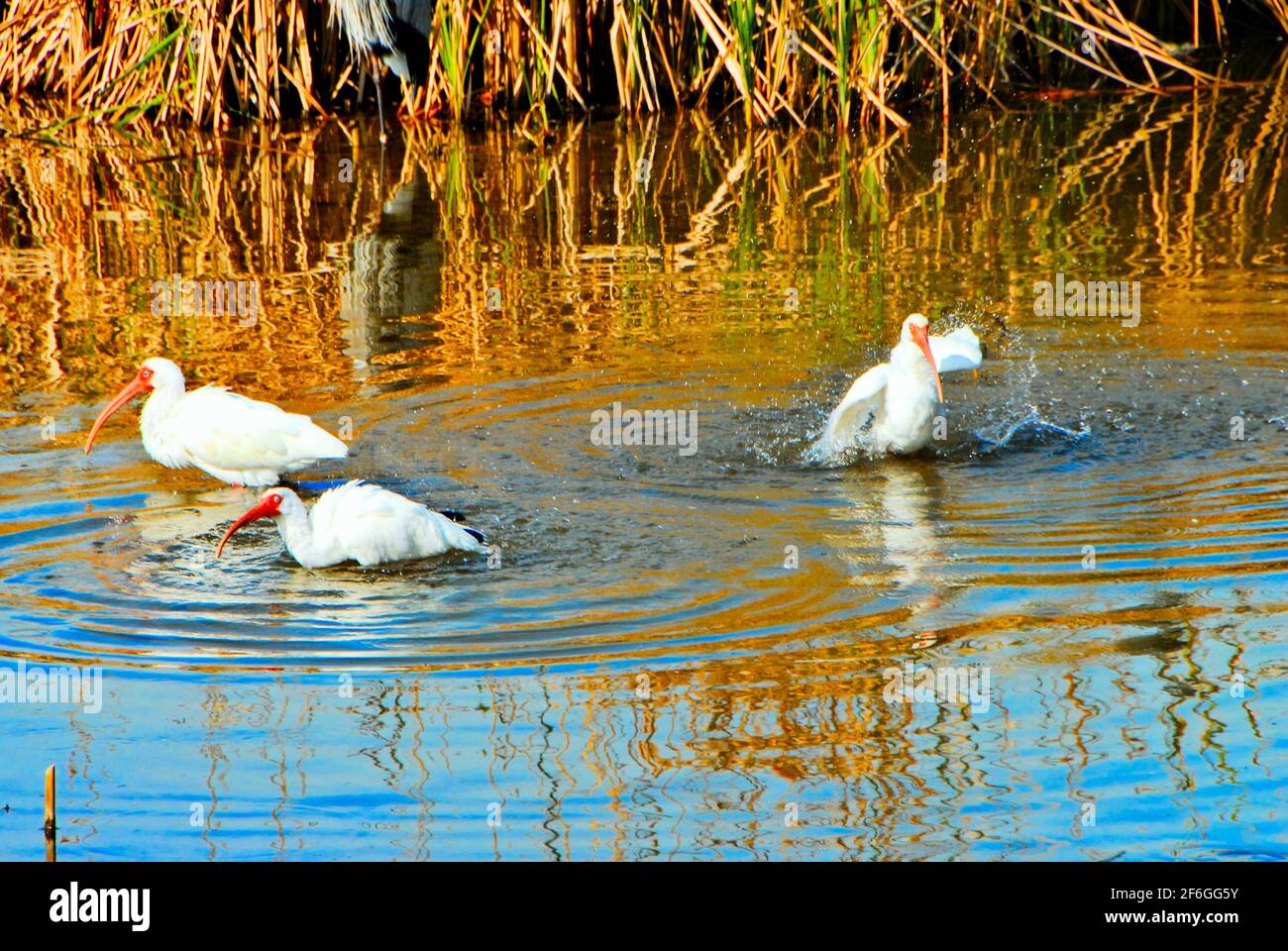 Trois oiseaux blancs ibis se baignent dans les eaux du World Birding and nature Center sur South Padre Island, Texas, États-Unis. Banque D'Images