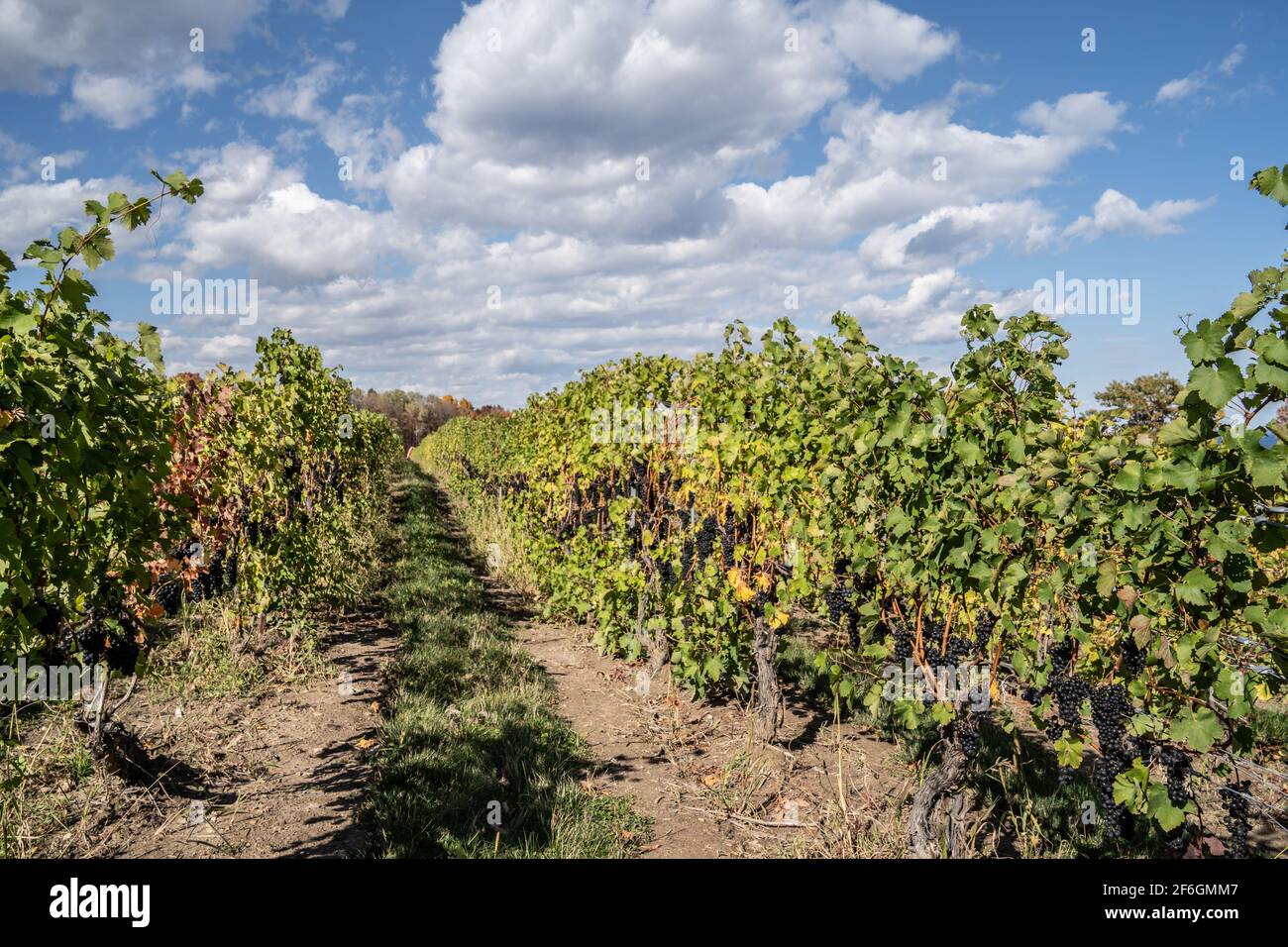 Des rangées de vignes dans un vignoble pittoresque de la région de Finger Lakes, New York Banque D'Images