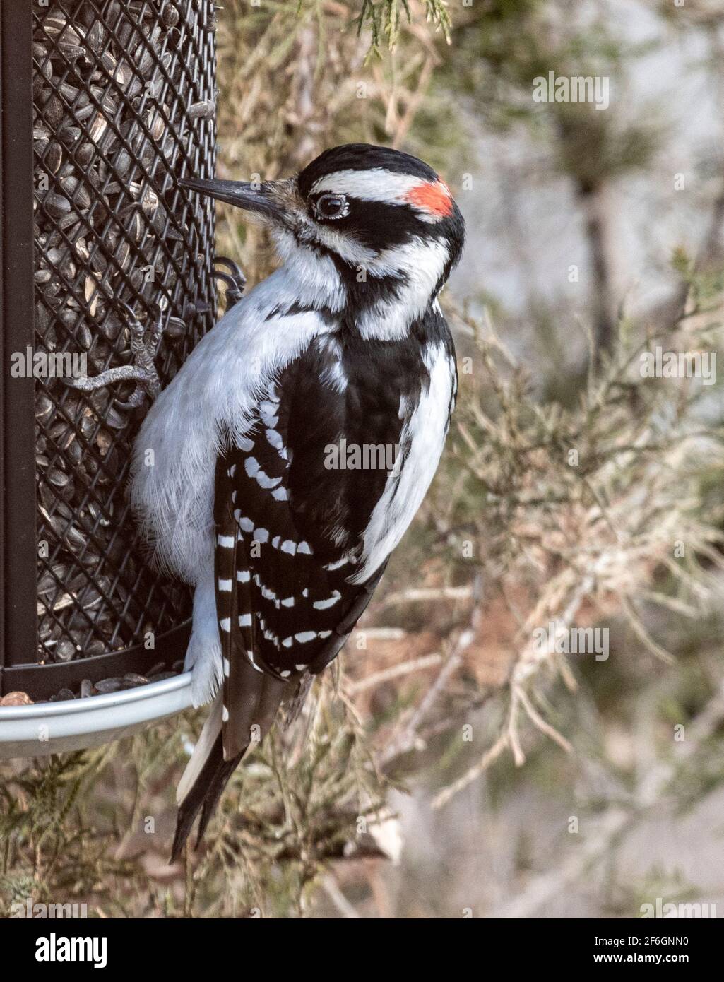 Pic mâle Downy perchée sur le mangeoire à oiseaux Eating Sunflower Seeds Banque D'Images