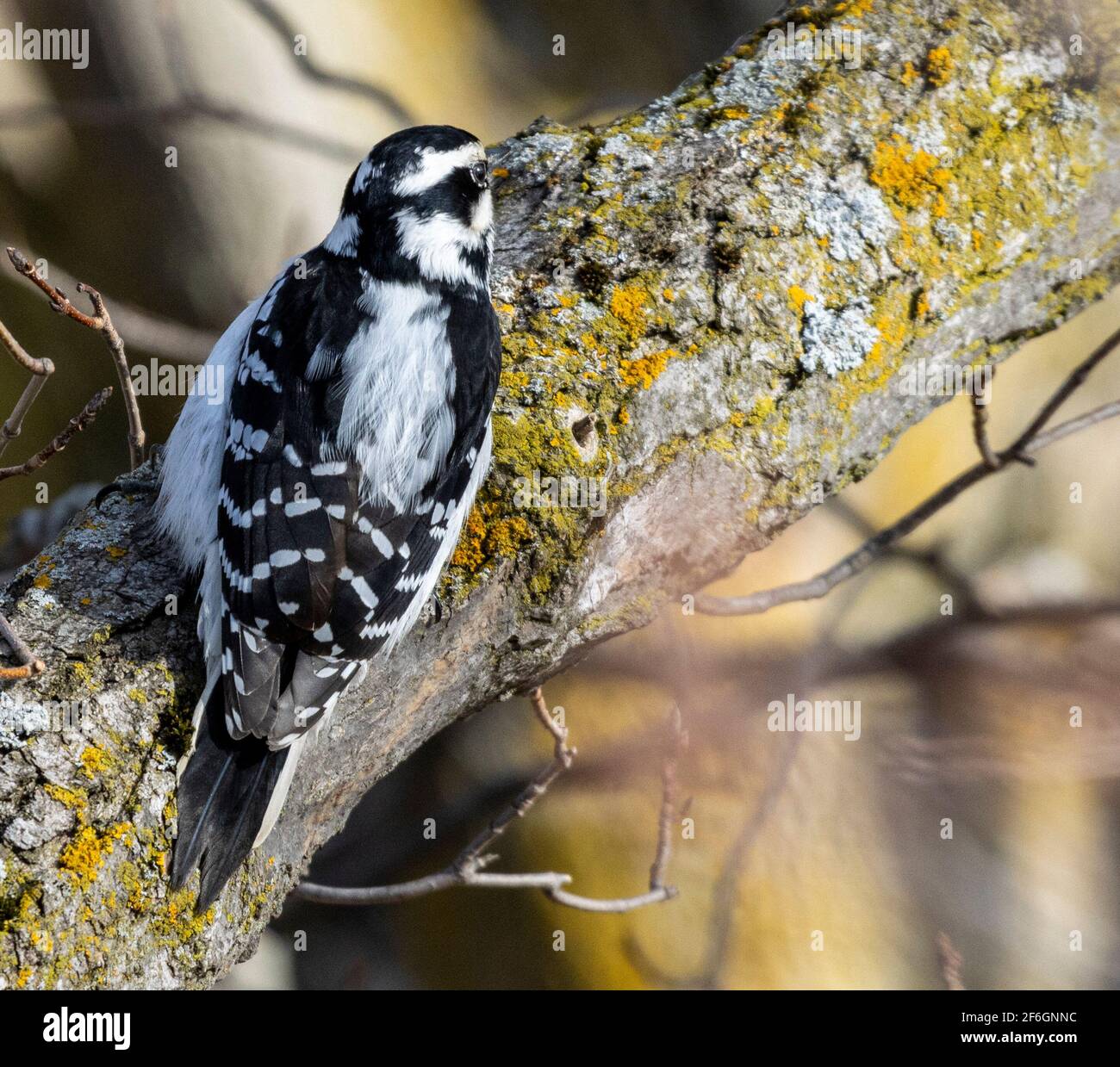 Pic de Downy femelle perché sur une branche d'arbre Banque D'Images