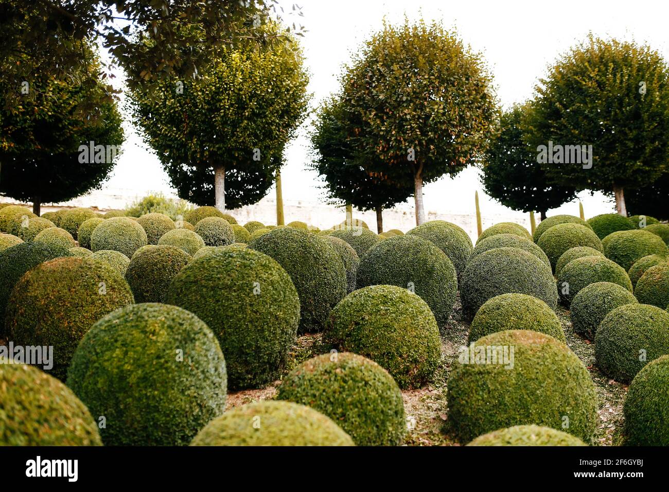 Jardin paysagé avec boules de buis près de en France. Sphères vertes Banque D'Images