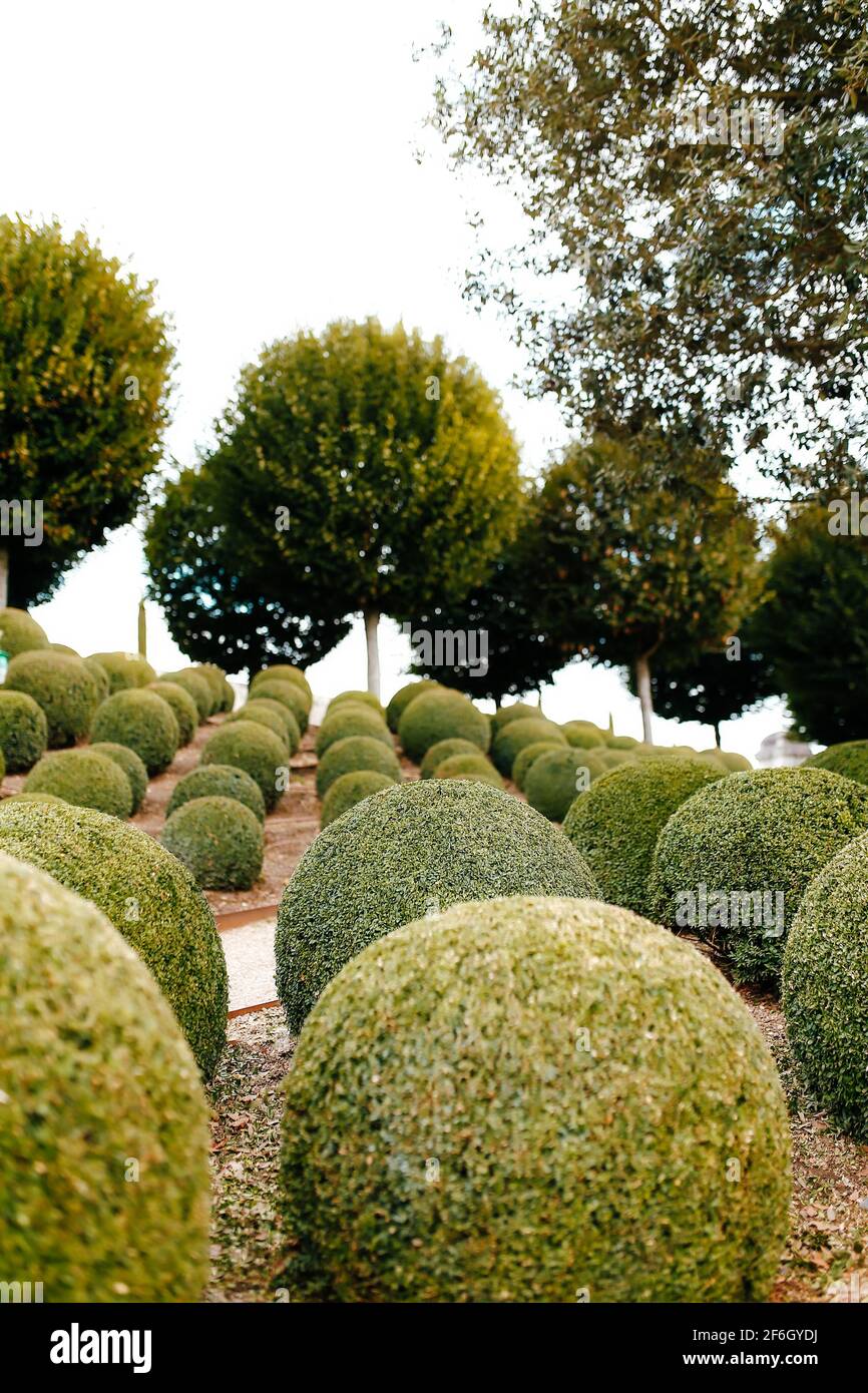 Jardin paysagé avec boules de buis près de en France. Sphères vertes Banque D'Images