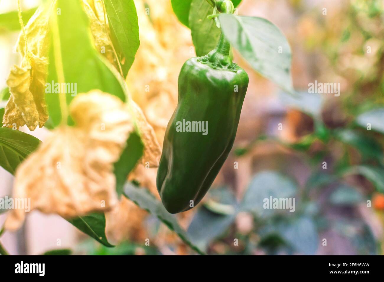 De beaux poivrons doux croissent dans une serre de près. Paprika juteuse fraîche sur une branche de Bush. Agriculture - gros poivrons doux, bonne récolte. Banque D'Images