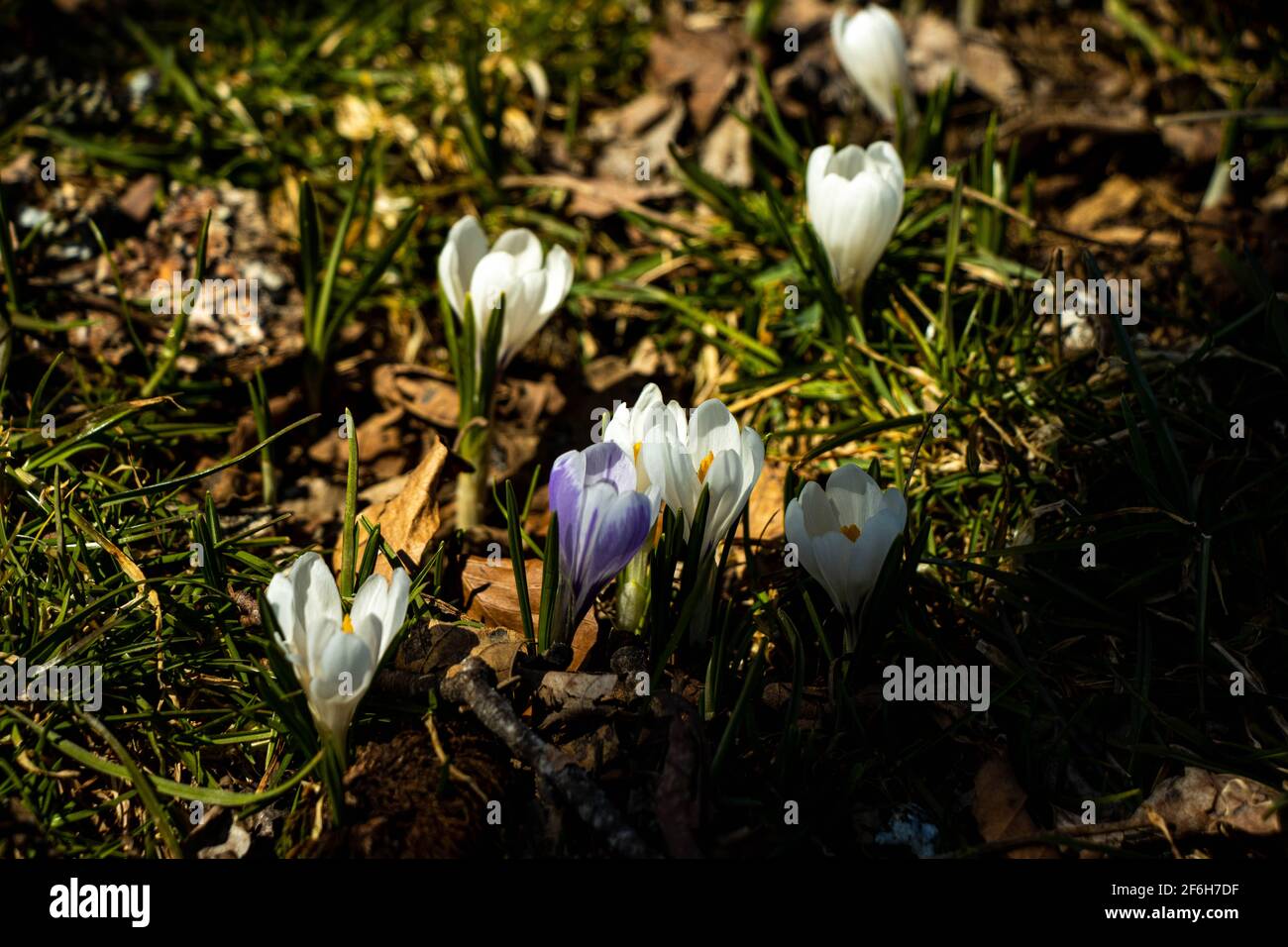 Crocus sauvages trouvés dans la forêt de Prés-d-Orvin, Suisse au printemps. Banque D'Images