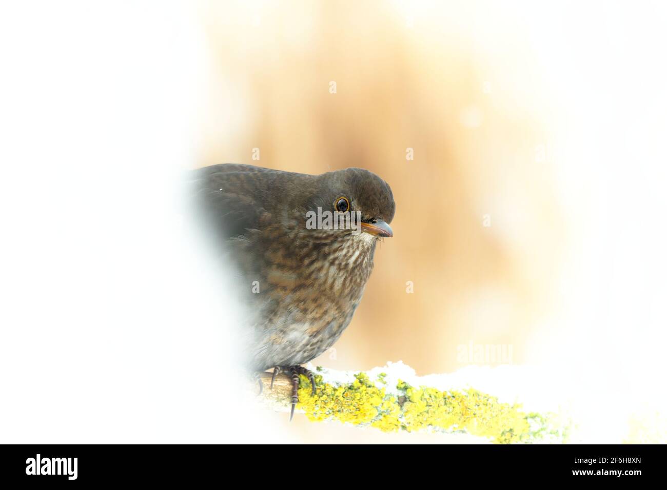 femme européenne blackbird dans la neige Banque D'Images