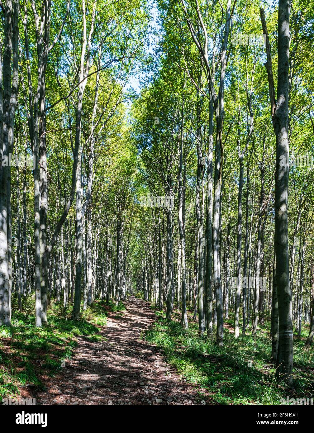 Sentier de randonnée dans la forêt décidue, au-dessous de la colline de Lysa Hora Moravskoslezske Beskydy montagnes en République tchèque pendant une belle journée Banque D'Images