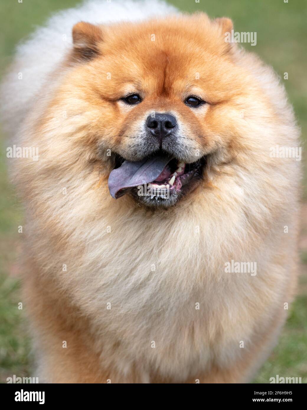 Chow Chow montrant une langue bleue typique Banque D'Images