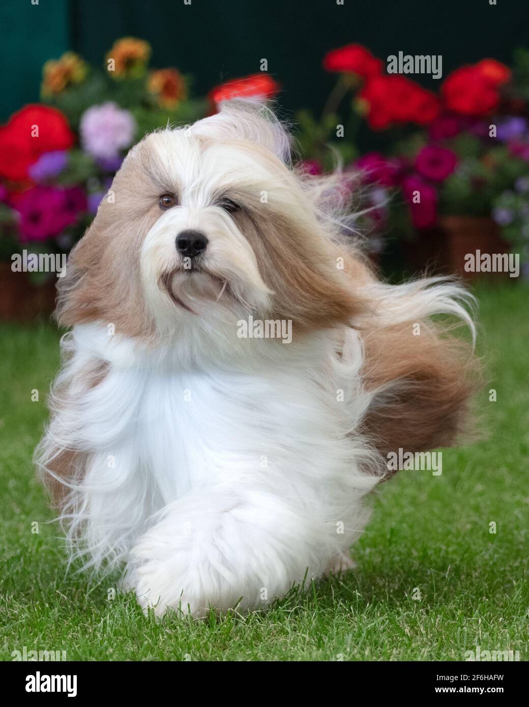 Terrier tibétain avec fleurs derrière Banque D'Images