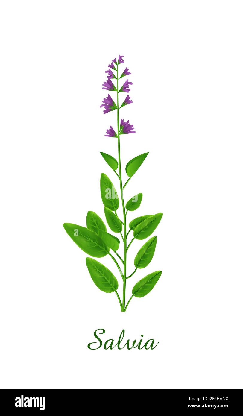 Plante de Salvia, herbes vertes et collection de plantes, illustration réaliste de vecteur Illustration de Vecteur