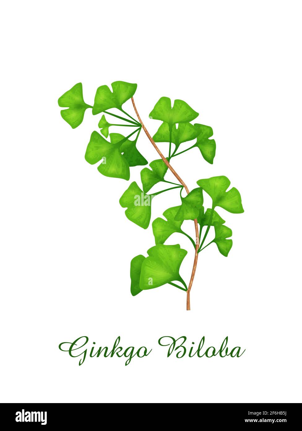 Ginkgo Biloba plante, herbes vertes herbes et collection de plantes, illustration réaliste de vecteur Illustration de Vecteur