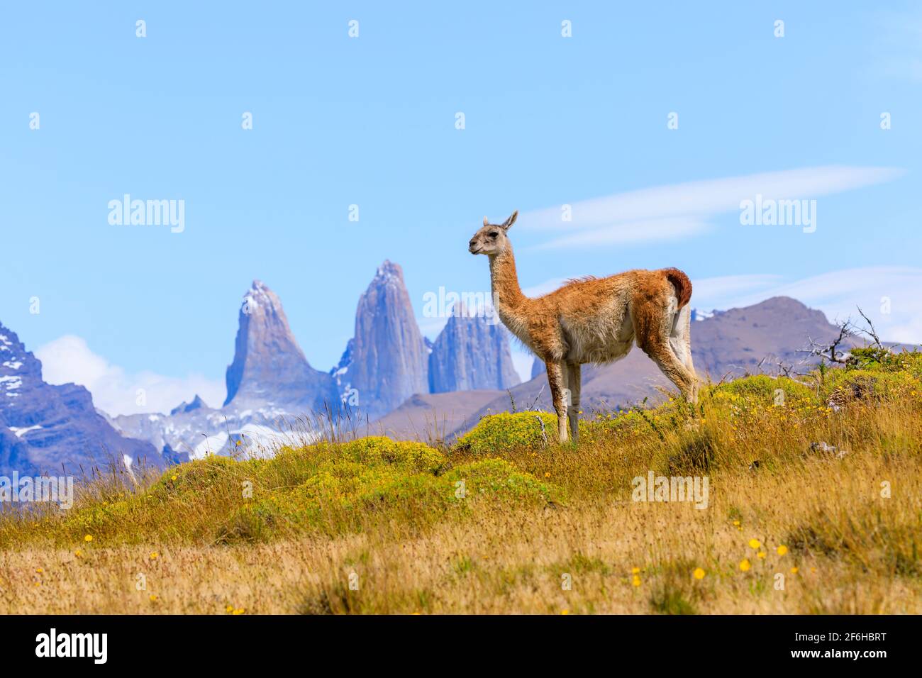 Guanaco (guanicoe lama) sur une colline à côté des tours Torres del Paine, parc national Torres del Paine, Ultima Esperanza, Patagonie, sud du Chili Banque D'Images