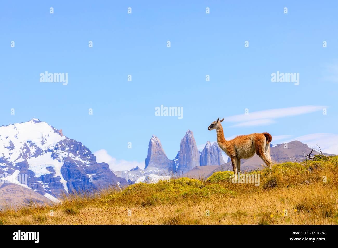 Guanaco (guanicoe lama) sur une colline à côté des tours Torres del Paine, parc national Torres del Paine, Ultima Esperanza, Patagonie, sud du Chili Banque D'Images