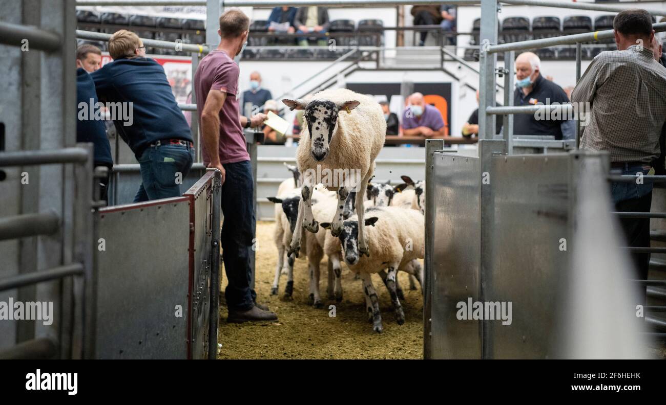 Moutons quittant l'anneau de vente à une vente de reproduction dans un élevage de bétail à la vente aux enchères, Cumbria, Royaume-Uni. Banque D'Images