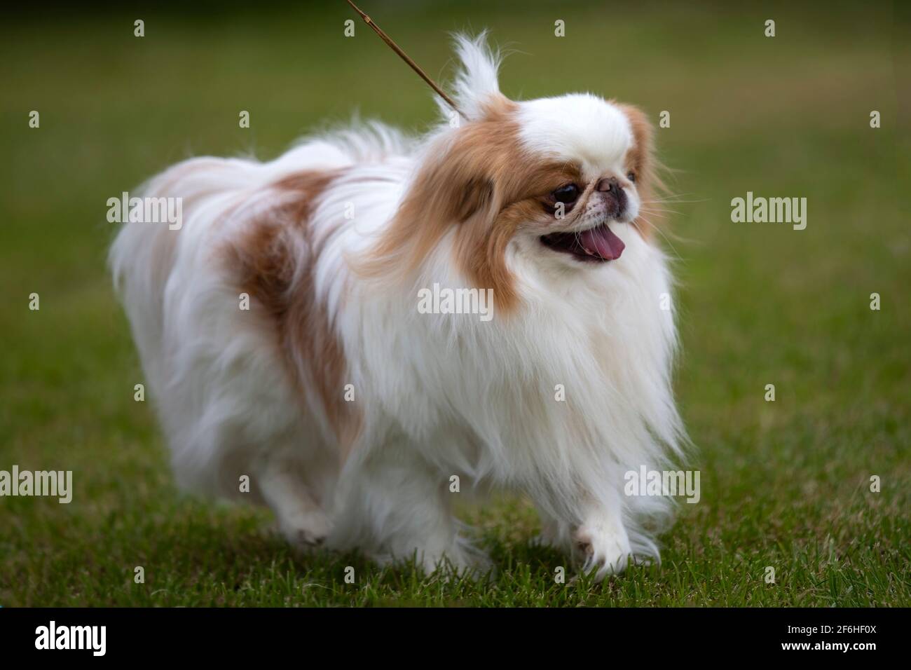 Chin japonais rouge et blanc Banque D'Images