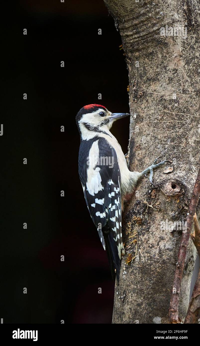 Un portrait d'un seul petit pic à pois (Dendrocopos Major) accroché sur le côté d'un arbre à la recherche de nourriture dans un jardin britannique. Banque D'Images