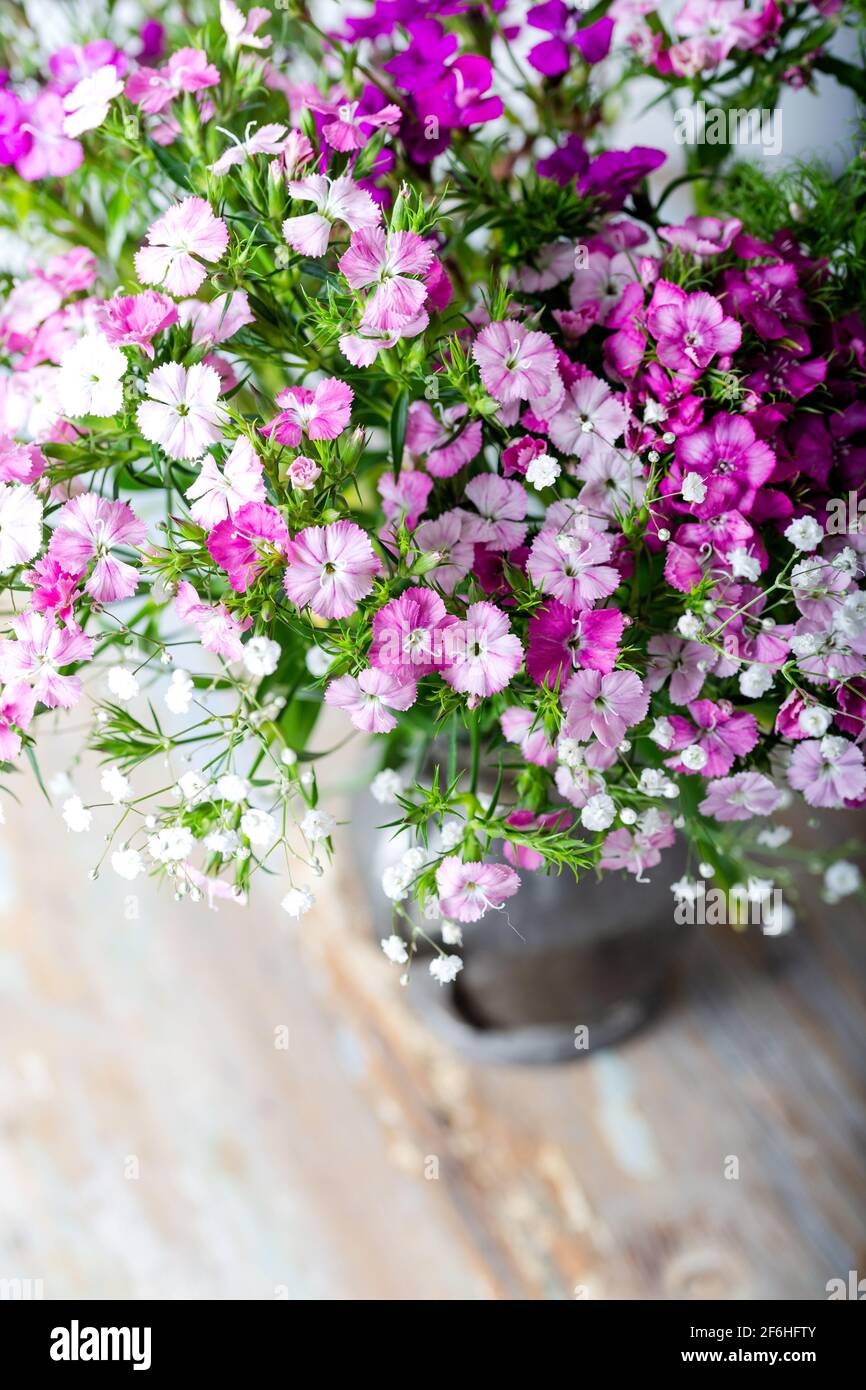 Fleurs fraîches et douces william dans des tons de rose sur une table en bois dans un vase. Banque D'Images