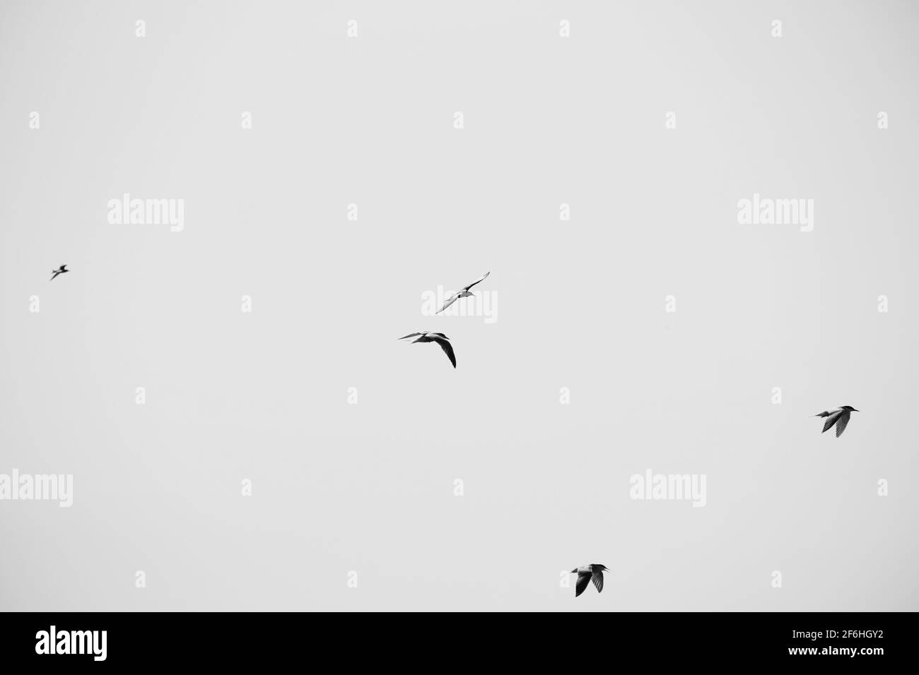 Larus argentatus. Oiseaux dans le ciel. Photo en noir et blanc Banque D'Images