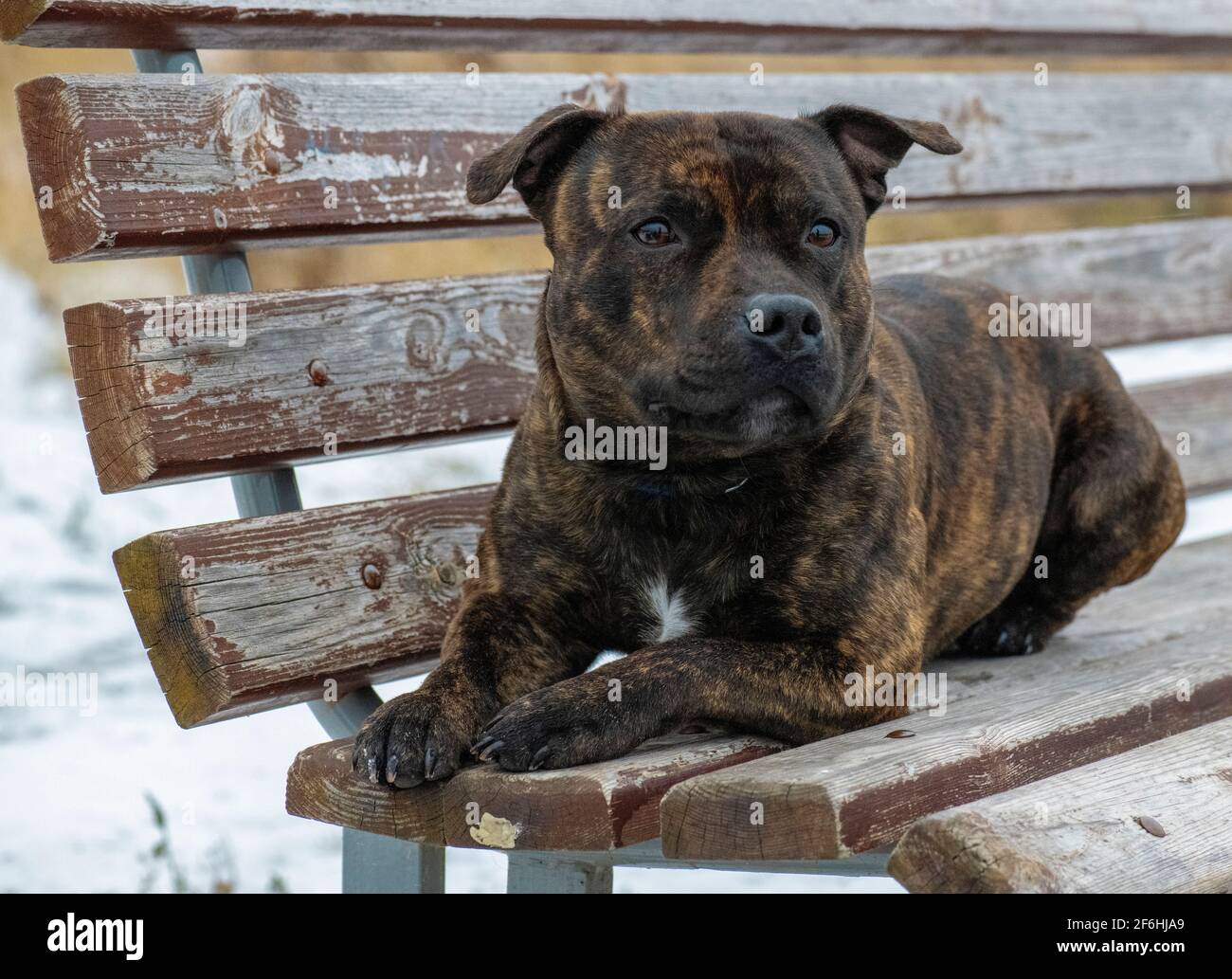 staffordshire bull terrier sur le banc Banque D'Images