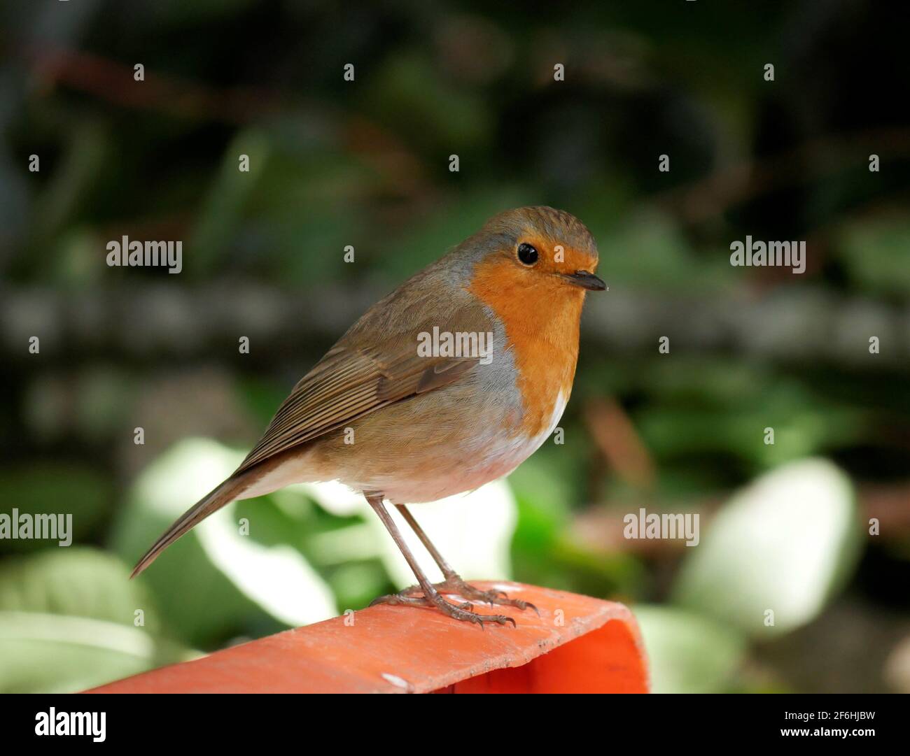 Gros plan portrait d'un Robin - erithacus rubecula Banque D'Images