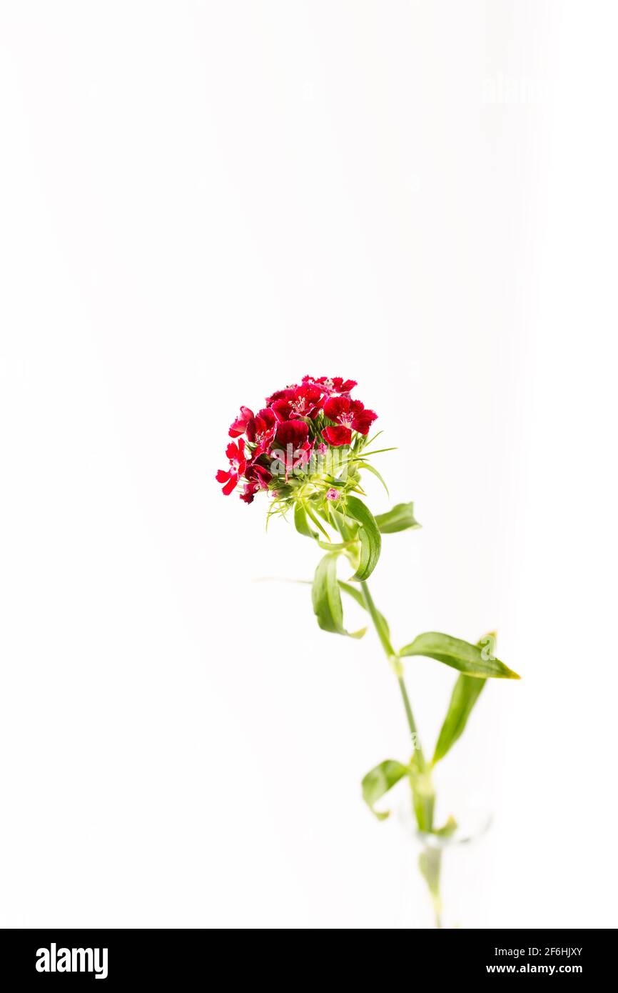 Fleurs de nénuphars rouges isolées sur fond blanc. Banque D'Images