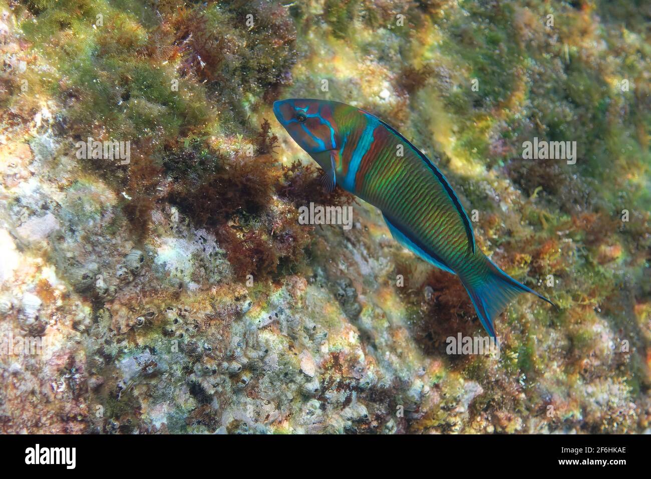 Lasse ornée masculine (Thalassoma pavo) Banque D'Images