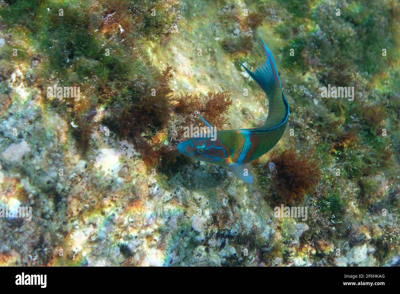 Lasse ornée masculine (Thalassoma pavo) Banque D'Images