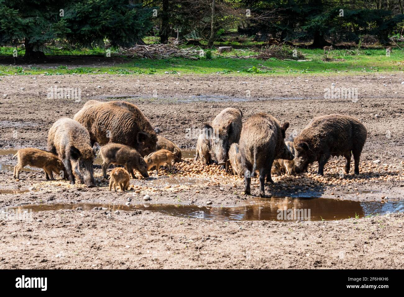 Der Erlebnis Wald Trappenkamp bietet auf mehr als 100 Hektar Wildgehege und Erlebnispfade ein einmaliges Naturerlebnis, hier eine Rotte Wildschweine Banque D'Images