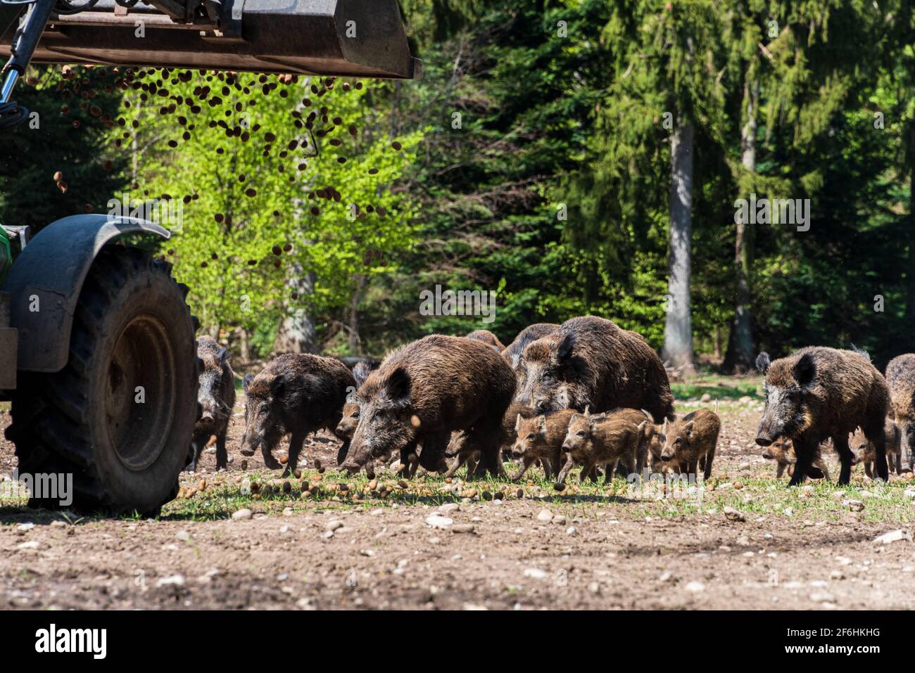 Der Erlebnis Wald Trappenkamp bietet auf mehr als 100 Hektar Wildgehege und Erlebnispfade ein einmaliges Naturerlebnis, hier eine Rotte Wildschweine Banque D'Images