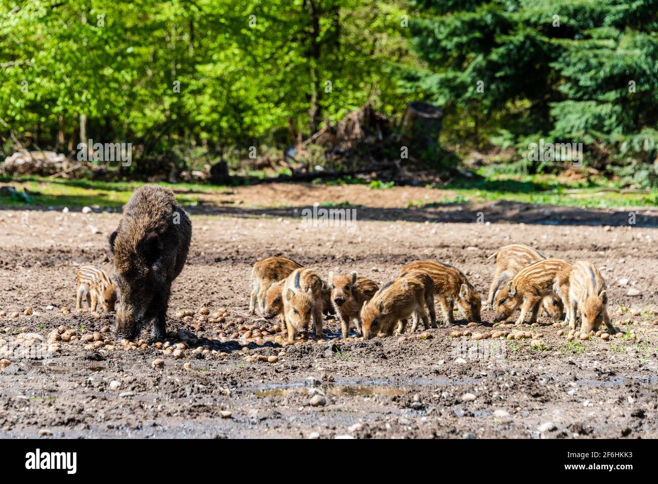 Der Erlebnis Wald Trappenkamp bietet auf mehr als 100 Hektar Wildgehege und Erlebnispfade ein einmaliges Naturerlebnis, hier eine Rotte Wildschweine Banque D'Images