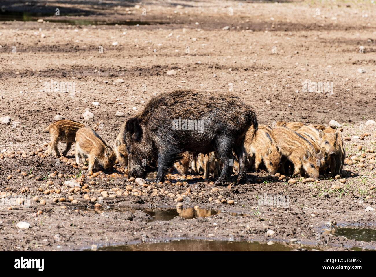 Der Erlebnis Wald Trappenkamp bietet auf mehr als 100 Hektar Wildgehege und Erlebnispfade ein einmaliges Naturerlebnis, hier eine Rotte Wildschweine Banque D'Images