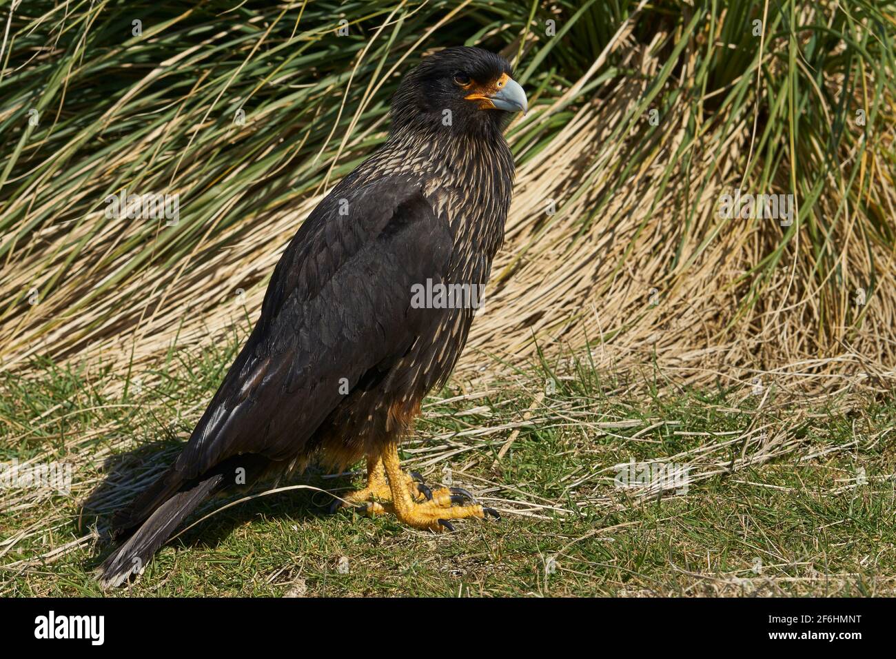 Caracara strié (Phalcoboenus australis) dans l'herbe sur la côte de l'île de Sea Lion dans les îles Falkland. Banque D'Images