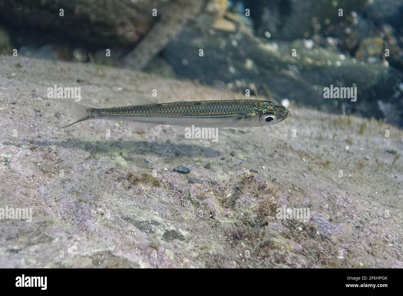 éperlan de sable méditerranéen Banque de photographies et d’images à haute résolution Alamy