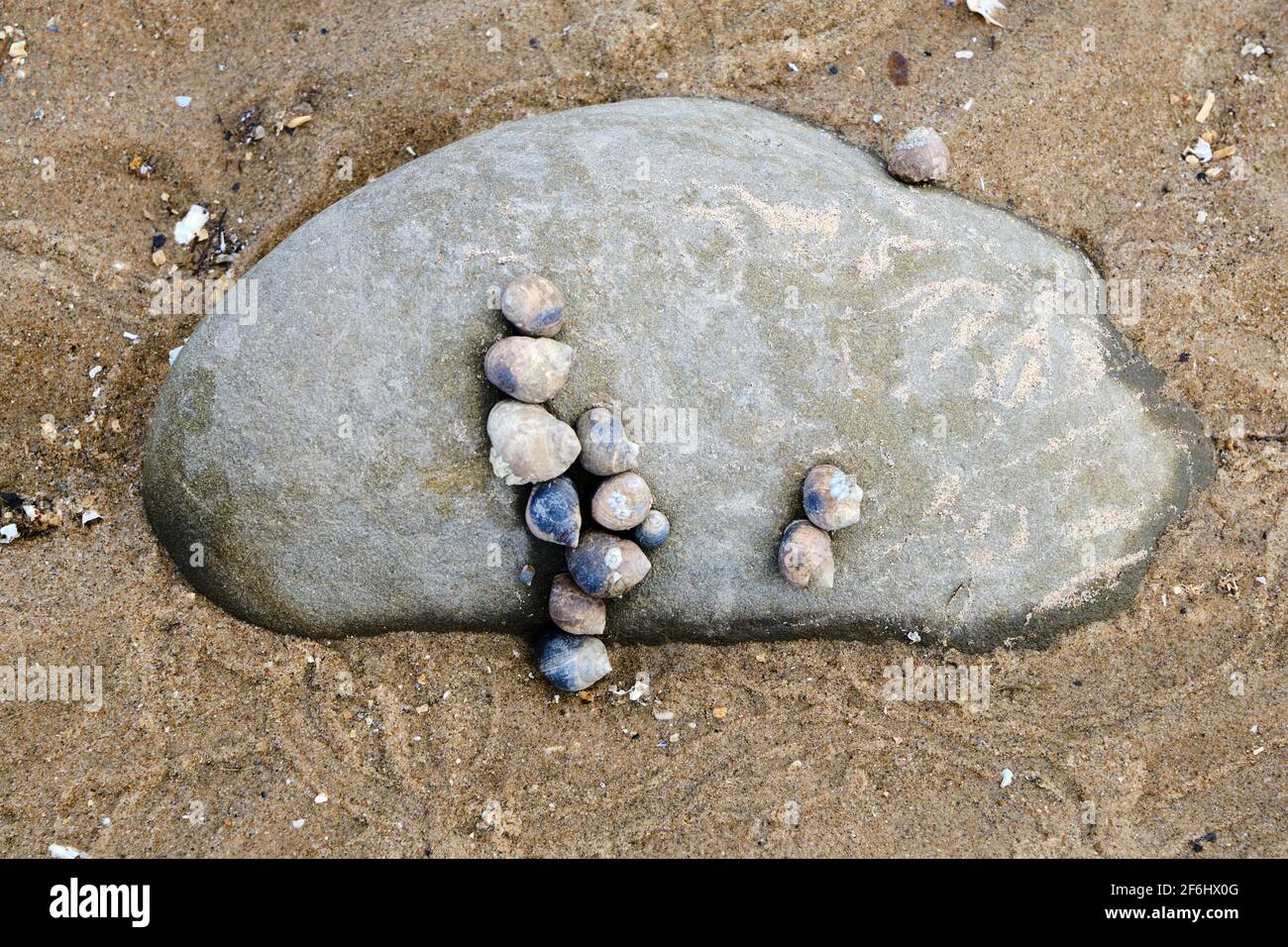Escargots de mer dans un motif intéressant sur une grande pierre à Conwy Morfa, pays de Galles Banque D'Images