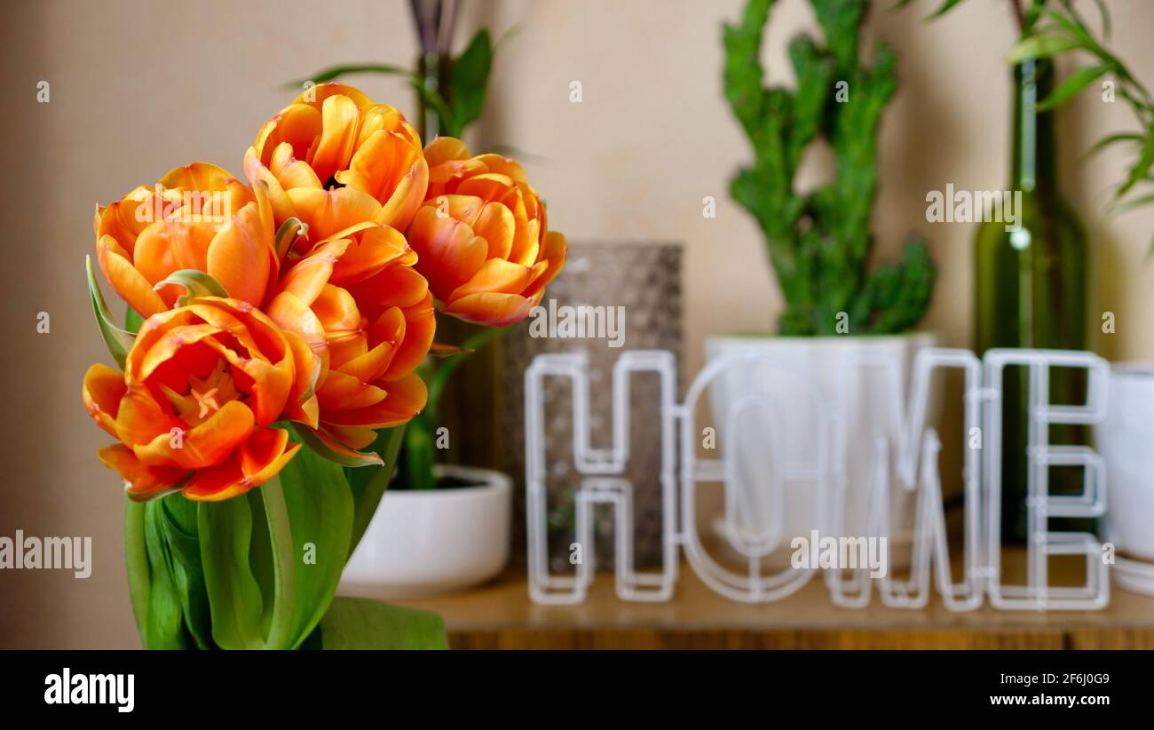 Fleurs d'orange tulipes hollandaises à la maison en gros plan dans un journée internationale ensoleillée des femmes ou fête des mères Banque D'Images