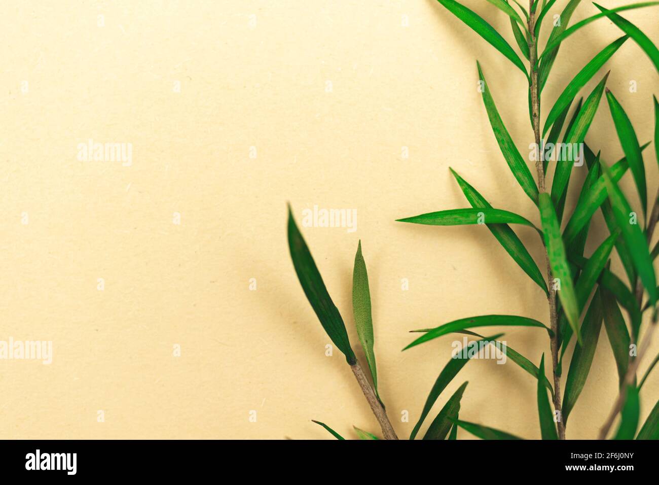 Fond floral avec fleur verte séchée et feuilles sur beige papier couleur Banque D'Images