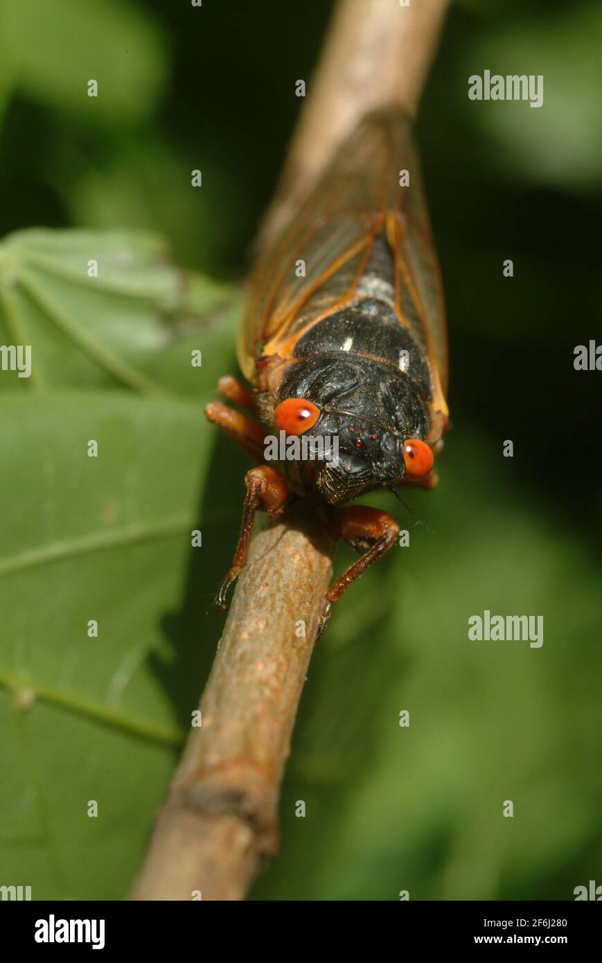 États-Unis Maryland Insect Cicada cigadas Cicadoidée brood X 17 ans cicada émerge du terrain pour se reproduire Banque D'Images