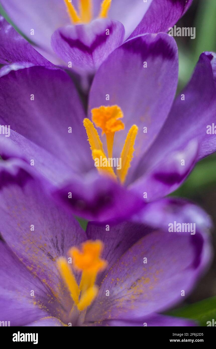 Violet crocus sur un fond naturel.photo de macro de printemps Banque D'Images