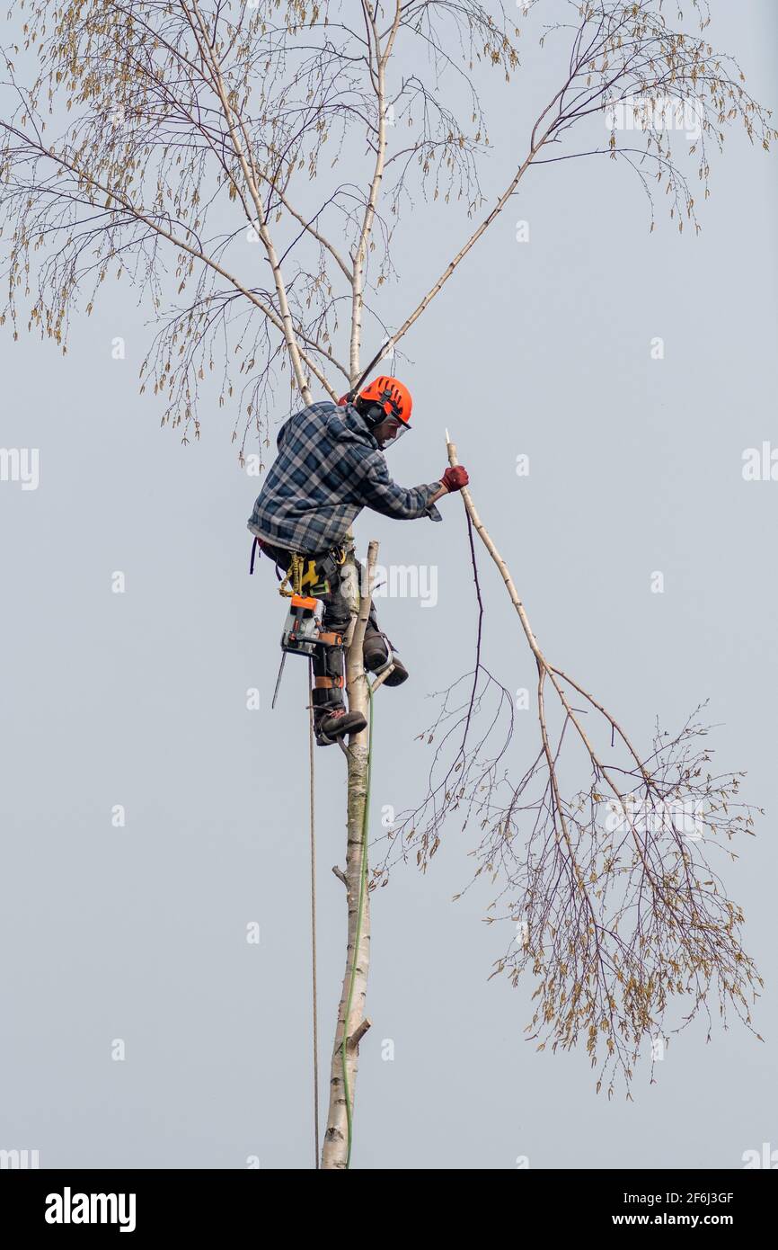 Chirurgien d'arbre hacher un arbre de bouleau argenté à l'aide d'un une tronçonneuse et une corde de sécurité Banque D'Images