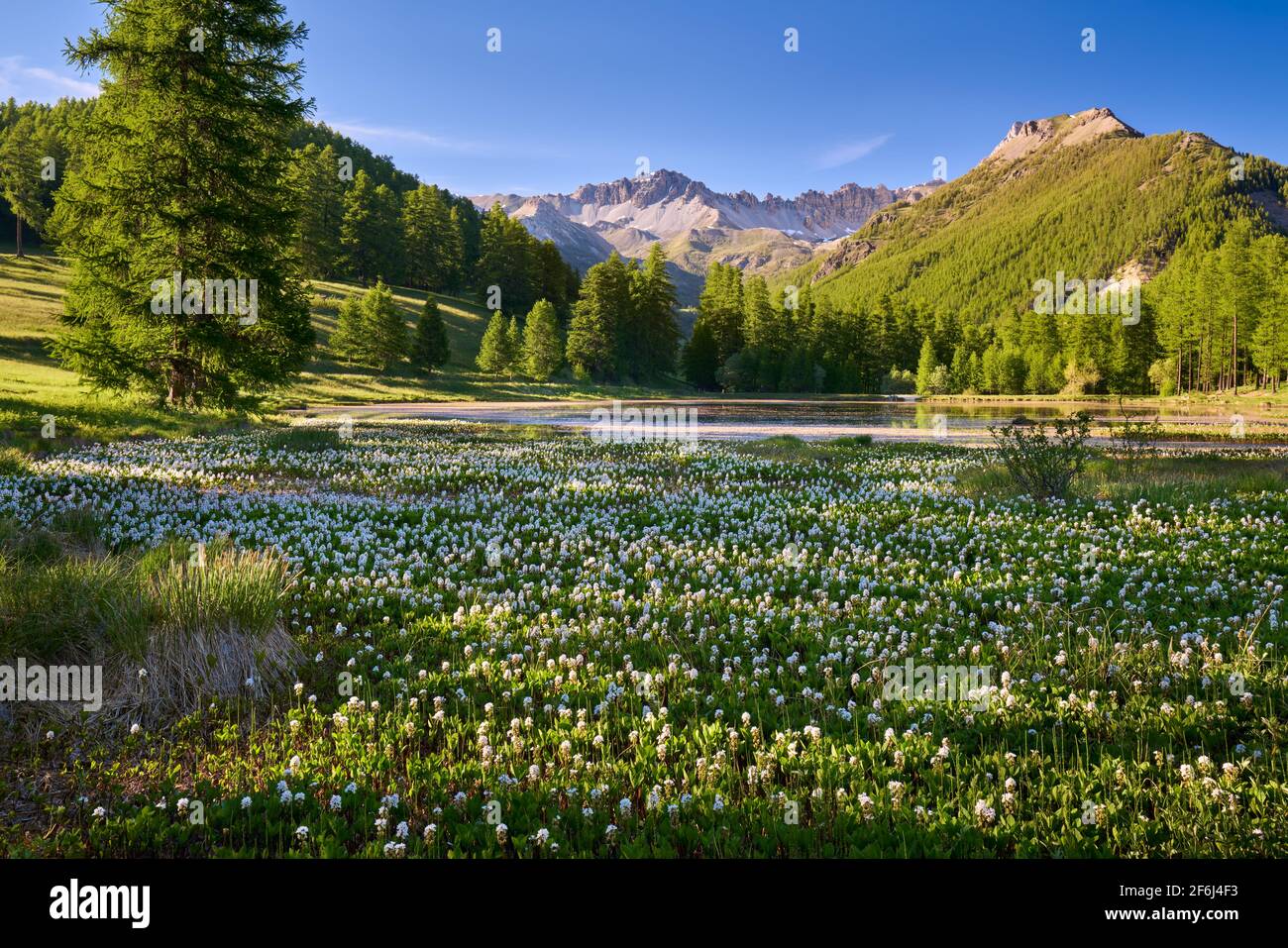 Parc naturel Queyras avec lac de Roue couvert de bogbean fin du printemps. Arvieux, Hautes-Alpes, Alpes françaises, France Banque D'Images