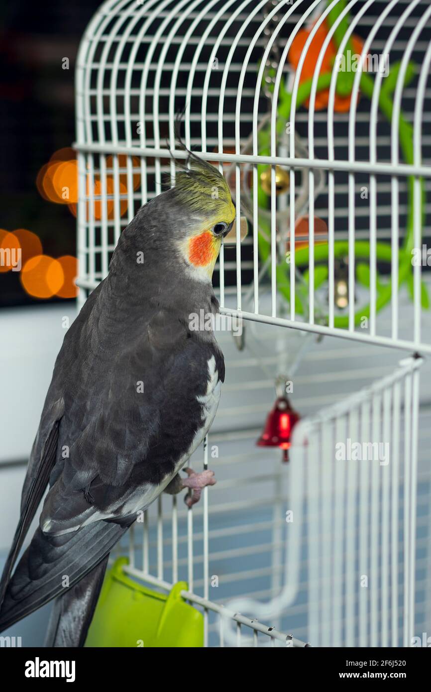 Oiseau appelé nymph ou caroline entrant dans sa cage.la photographie est une photo verticale prise à la maison Banque D'Images